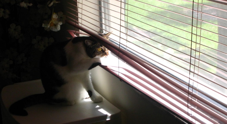 Cat peeking through aluminum blinds in Salt Lake City.